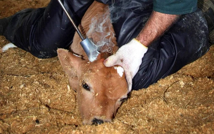 Disbudding a calf